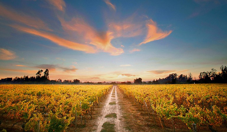 vinhos da serra gaucha6